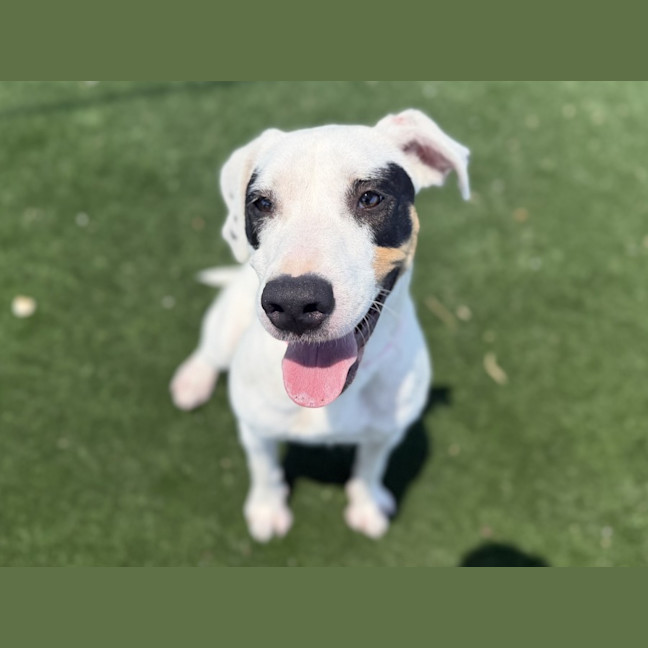 Photo of Faye Imp 3089