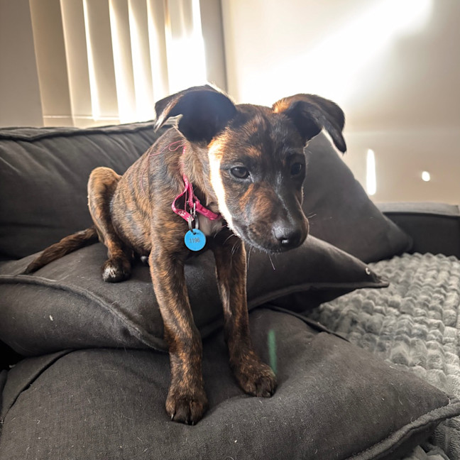 Photo of Moana