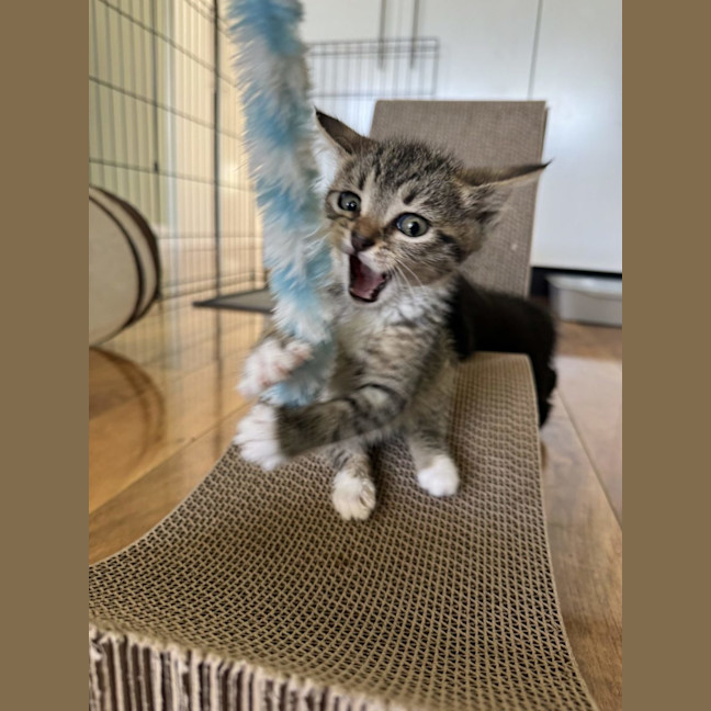 Photo of Jackson   Available 5/1/2026