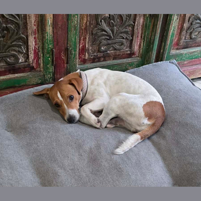 Photo of Rue   18 Month Old Jack Russell X