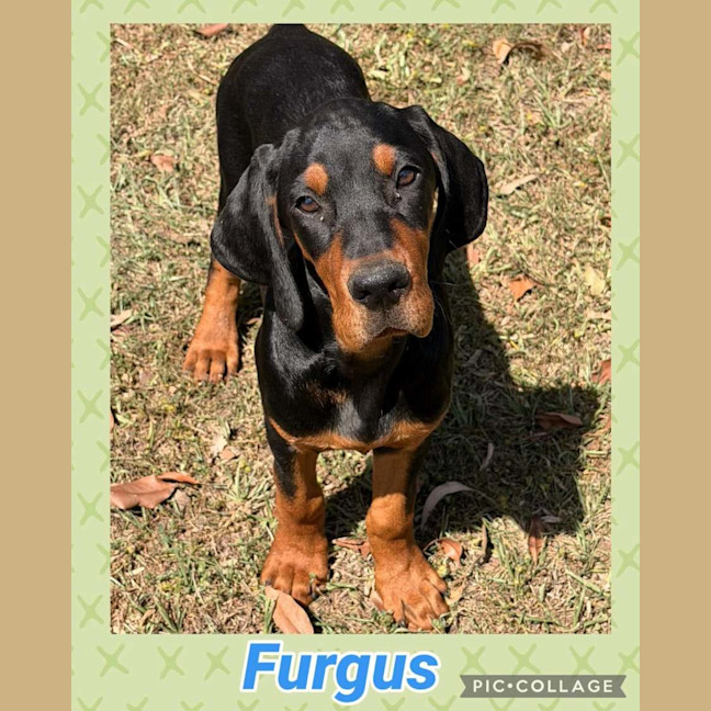 Photo of Furgus