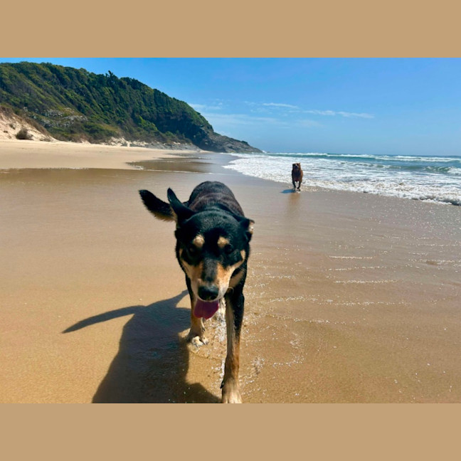 Photo of Rex