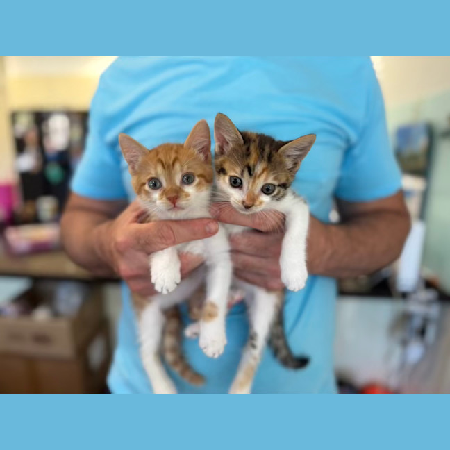 Photo of Alex And Scarlett   9 Week Old Domestic Shorthairs