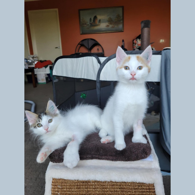 Photo of Flynn   Located In Deer Park