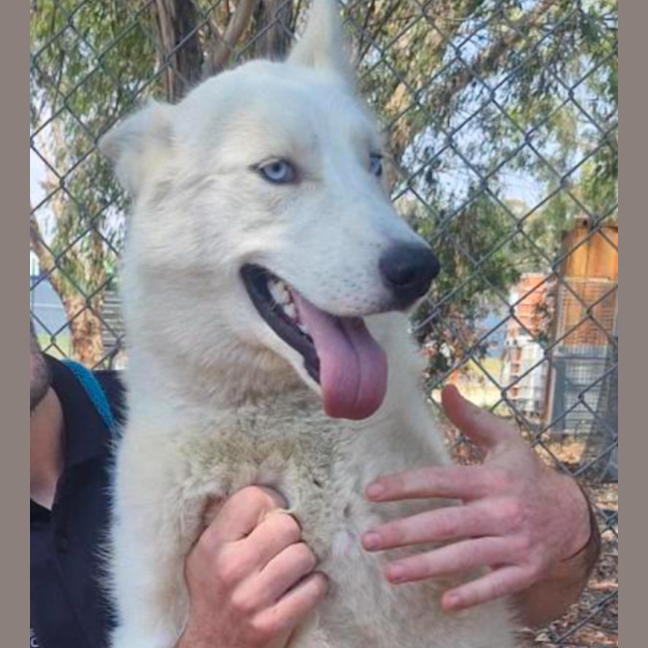 Photo of John Snow (Max)