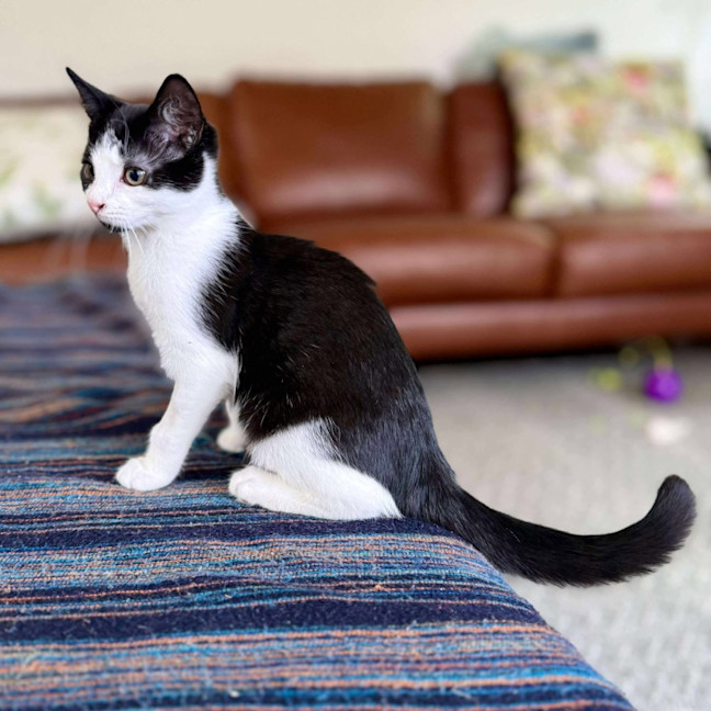 Photo of Aj   Located In Eltham