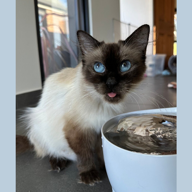 Photo of Dahlia 