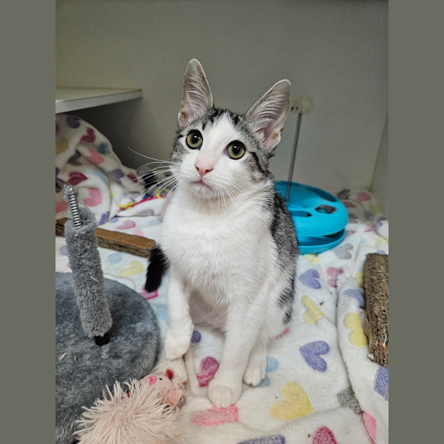 Photo of Marshmallow