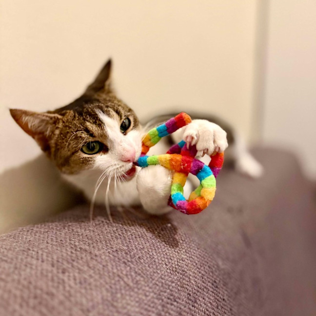 Photo of Cuddles   Located In Rosanna