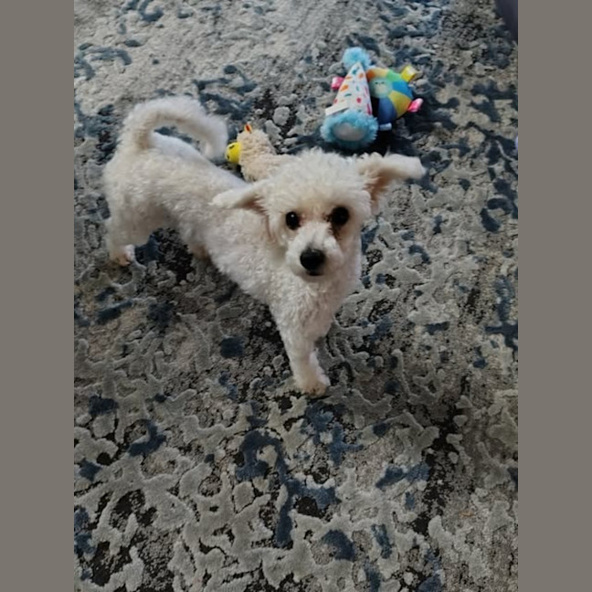 Photo of Comet