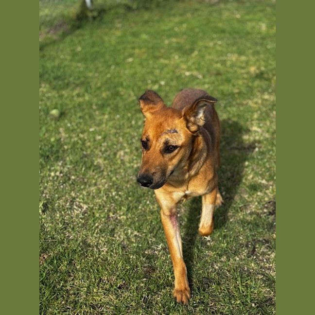 Photo of Piper (68887)