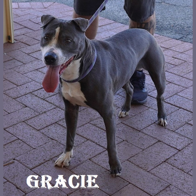 Photo of Gracie