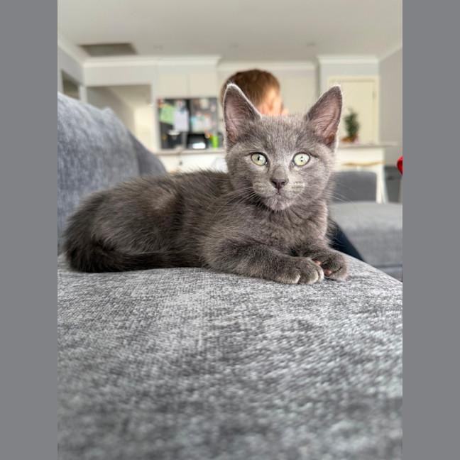 Photo of Harley & Harper