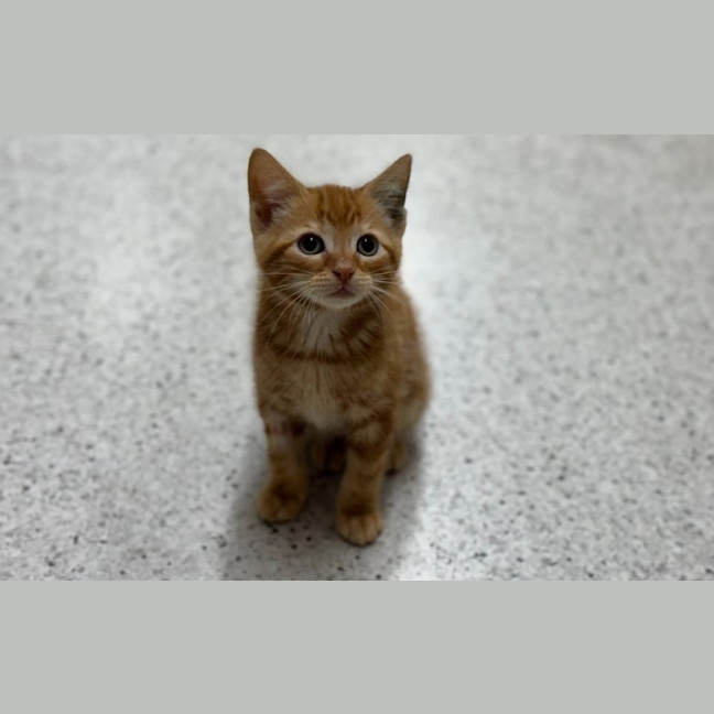 Photo of Tigger