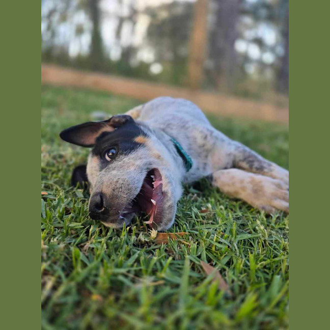 Photo of Tarrant Hightopp