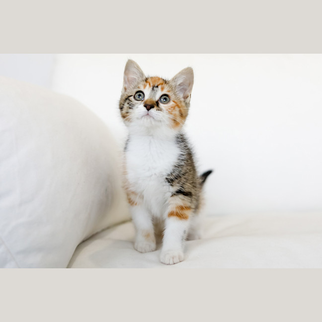 Photo of Rosie