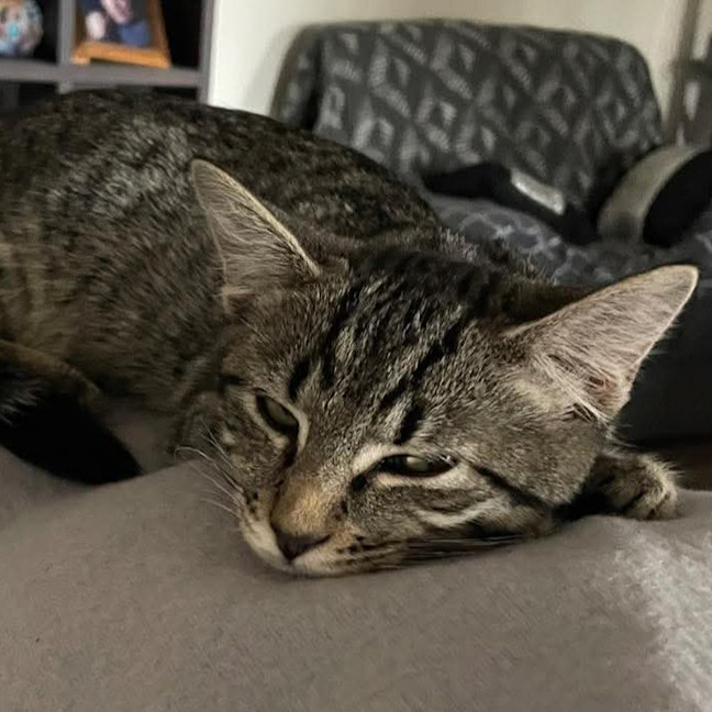 Photo of Molly