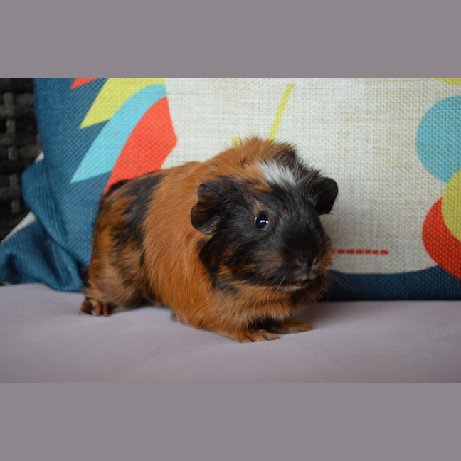 Photo of Tumbles And Rumbles