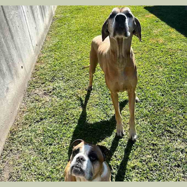 Photo of Humphrey And Louie