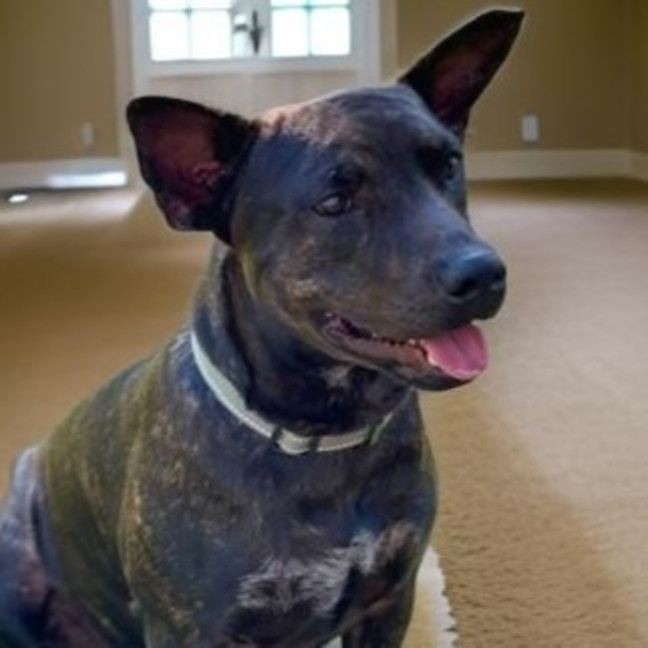 Photo of Romeo