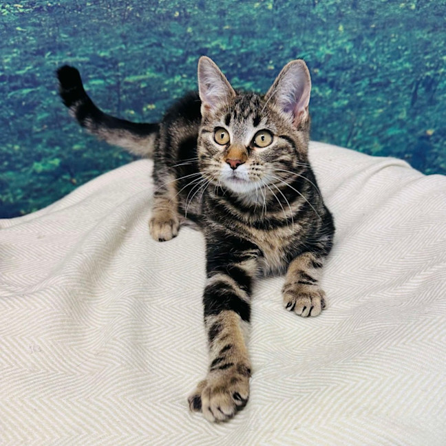 Photo of Stewie   Located In Keilor