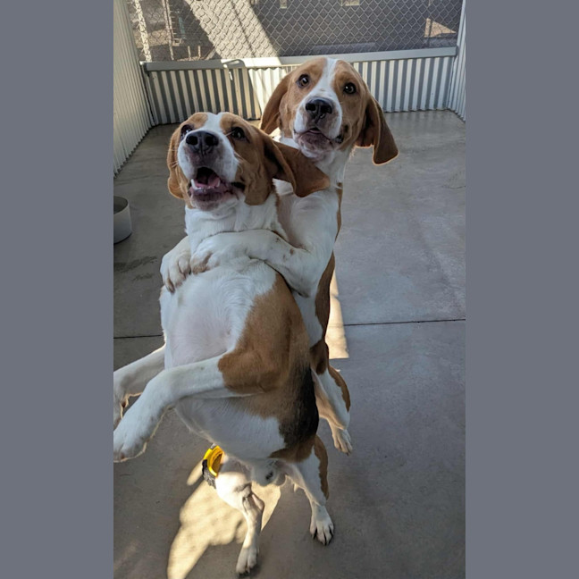 Photo of Bugel & Bailey