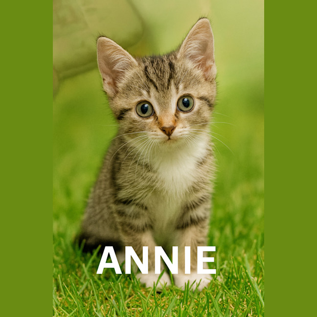 Photo of Annie