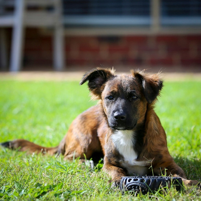 Photo of Onyx