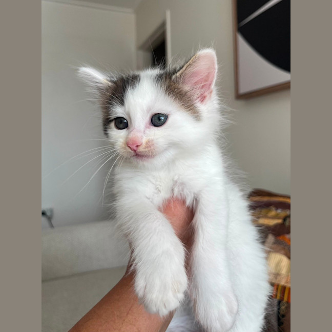 Photo of Albie