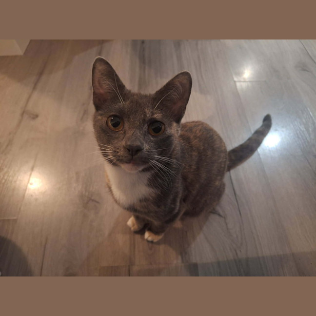 Photo of Sassafras