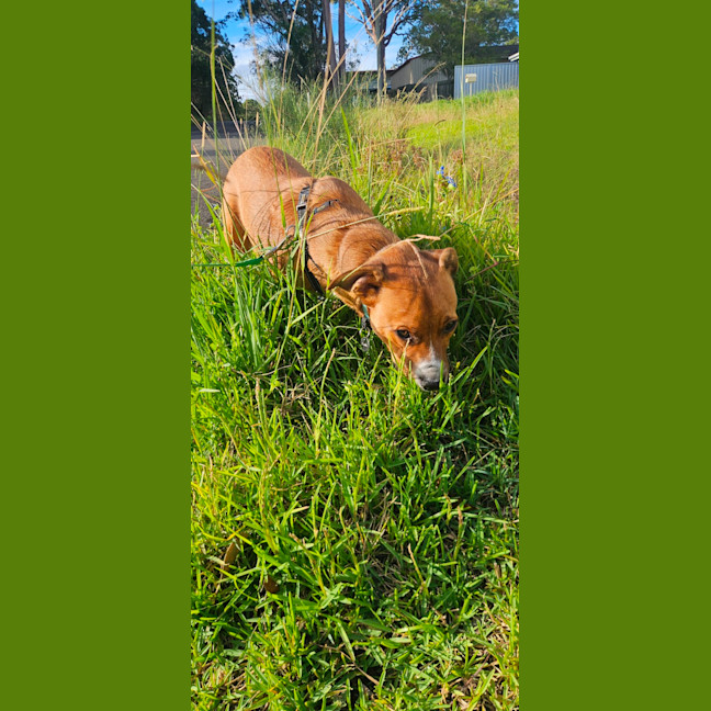 Photo of Croissant   9 Month Old Mixed Breed
