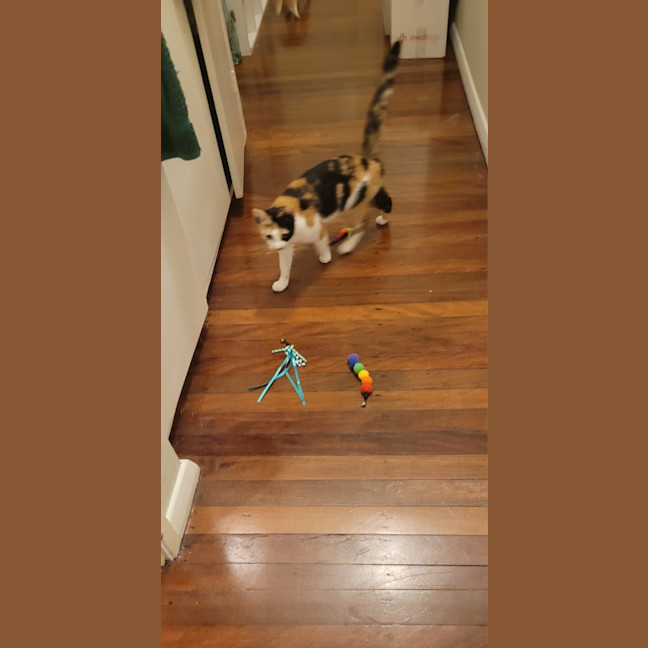 Photo of Shanti   1.5 Year Old Domestic Short Hair