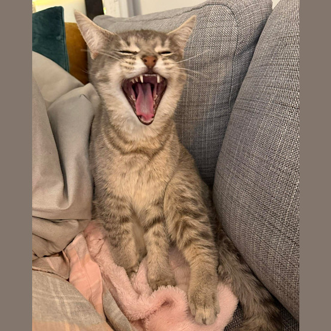 Photo of Misaki The Shiitake Cat