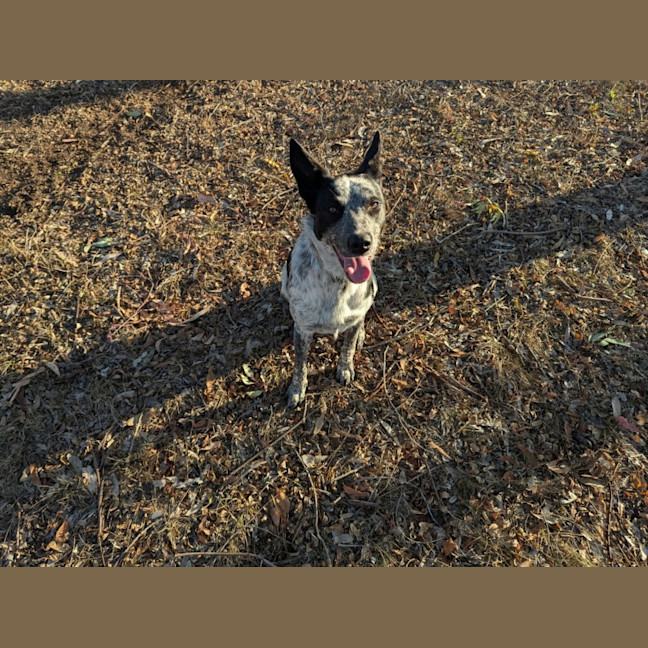Photo of Pepper