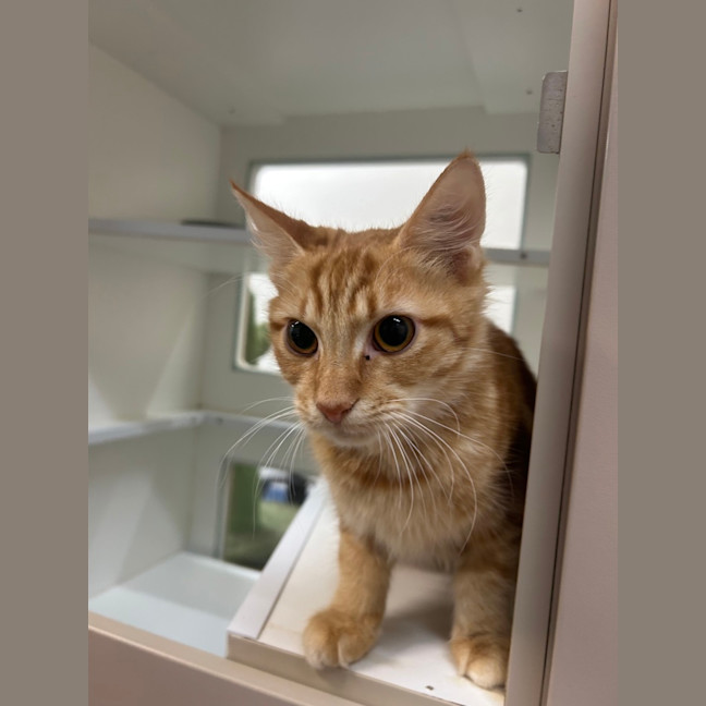 Photo of Ginger
