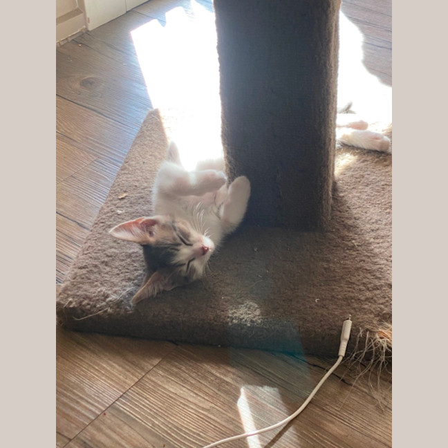 Photo of Moana   Meet Me At Petstock Chelsea