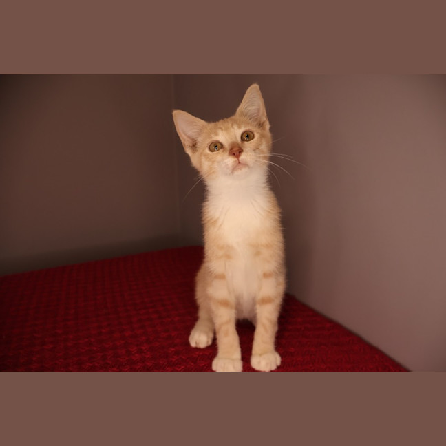 Photo of Scuba