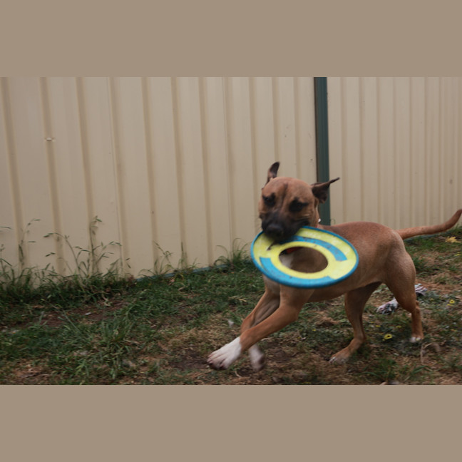 Photo of Piper