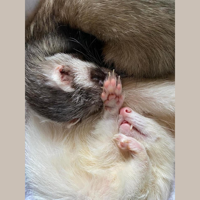 Photo of Sid & Digby