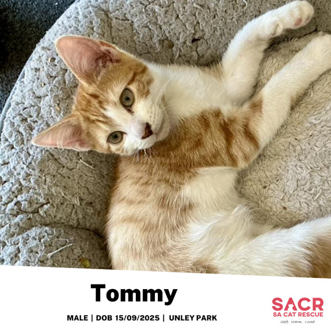 Photo of Tommy