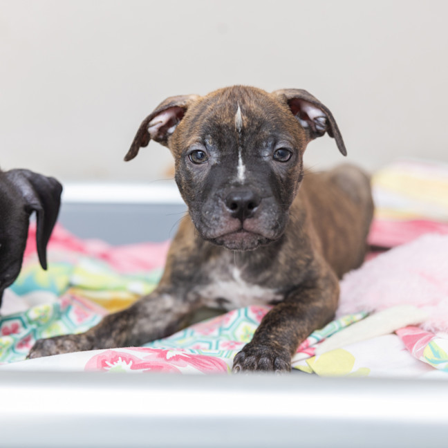 Photo of Lucky Charm