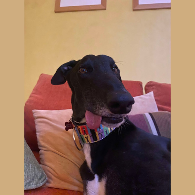 Photo of Ace The Greyhound