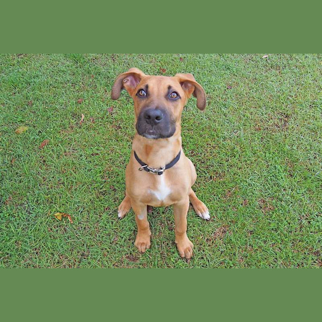Photo of Pumpkin