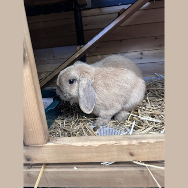 Photo of Chicken Nugget