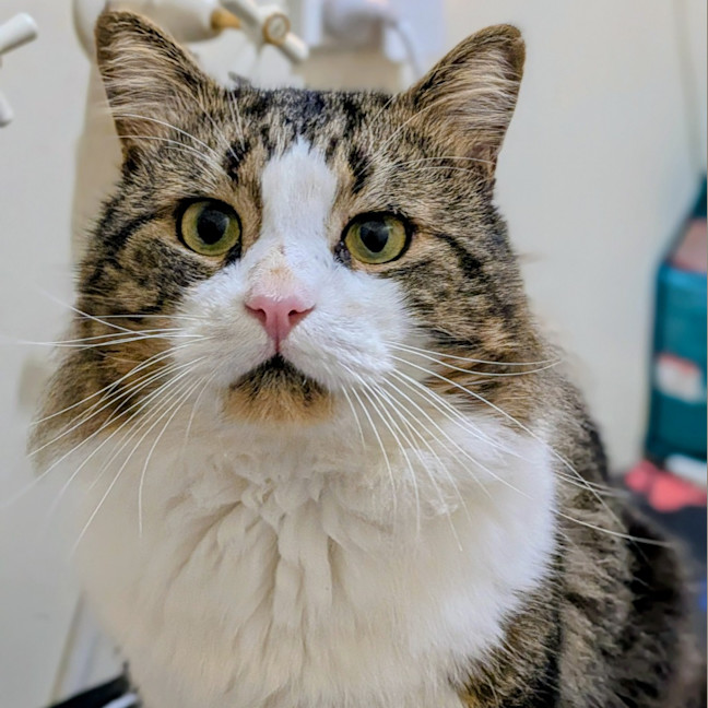 Photo of Cosmo