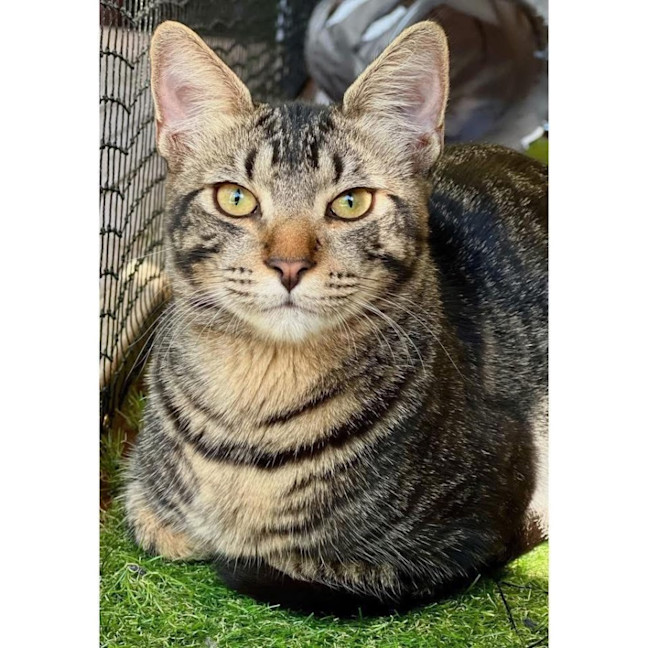 Photo of 11992   Toby 