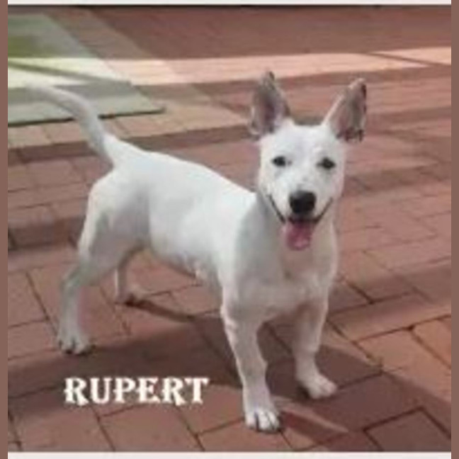 Photo of Rupert