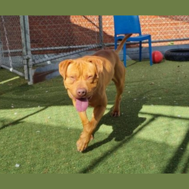 Photo of Bongo