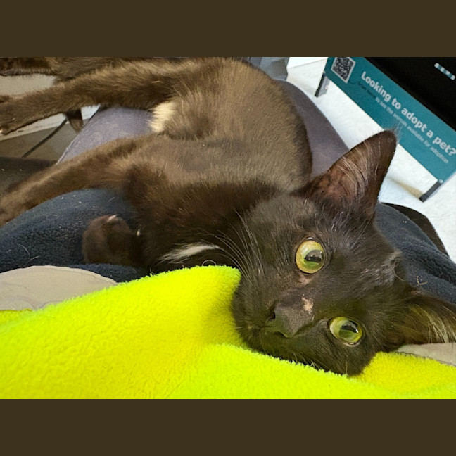 Photo of Oyster