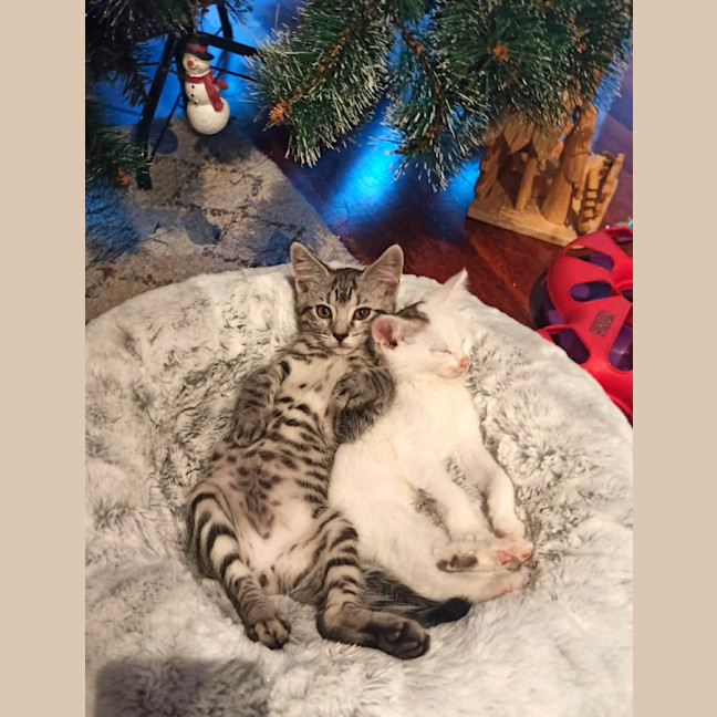 Photo of Brindabella